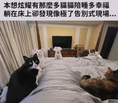 图片展示了一间卧室场景，中央是铺着灰色床单的大床，周围围绕着多只不同毛色的猫咪（包括黑白猫、白猫、虎斑猫等），它们或坐或卧，姿态各异。图片上方配有文字：“本想炫耀有那么多猫猫陪睡多幸福 躺在床上却发现像极了告别式现场...”，通过幽默的对比，展现了铲屎官本想分享猫咪陪睡的幸福感，却意外发现猫咪们的排列如同告别仪式现场的有趣场景。