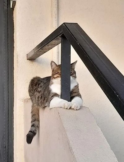 一只虎斑猫惬意地蜷缩在建筑物的混凝土台阶上，巧妙地躲在黑色金属栏杆后面。猫咪的眼睛被栏杆立柱挡住，只露出部分脸和身体，形成一种有趣的视觉效果，仿佛在和观察者玩捉迷藏。猫咪的姿态放松，尾巴自然垂下，显示出舒适自在的状态。