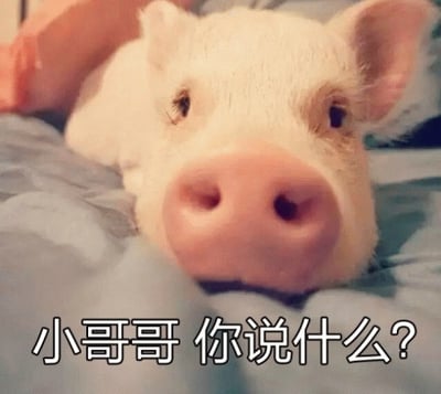 图片中是一只白色的小猪，趴在蓝色的柔软毯子上，近距离特写其粉嘟嘟的鼻子和圆溜溜的眼睛，表情看起来十分好奇。图片底部配有文字“小哥哥 你说什么?”，仿佛小猪在天真地询问对方，整体营造出可爱、俏皮的氛围。
