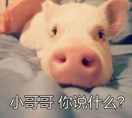 可爱小猪歪头问'小哥哥你说什么?'
