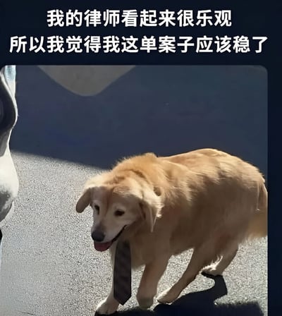 图片上方有两行文字：“我的律师看起来很乐观 所以我觉得我这单案子应该稳了”。下方是一只金毛犬，它脖子上系着一条深色领带，嘴巴微张，舌头露出一点，表情看起来轻松愉快，似乎带着笑意。整体画面通过将狗拟人化为“律师”，营造出一种幽默诙谐的效果，暗示虽然“律师”是动物，但因其乐观的样子让人产生案件会顺利的错觉，属于轻松搞笑的宠物梗图。