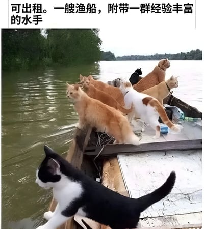 图片上方配有文字“可出租。一艘渔船，附带一群经验丰富的水手”，下方是一张实拍照片：一艘小型木质渔船停靠在河岸边，船上站着7-8只毛色各异的猫咪，包括橘猫、黑猫、黑白猫、白棕斑点猫等。猫咪们或面向河水眺望，或转头观察四周，姿态悠闲，与文字中“经验丰富的水手”形成幽默反差，营造出轻松搞笑的氛围。