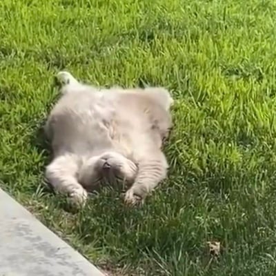 一张静态实拍图，画面里一只浅灰色的猫咪仰躺在翠绿的草坪上，肚皮朝上，两只前爪向前舒展，脑袋歪向一侧，双眼紧闭，看起来睡得十分放松惬意，整个画面氛围治愈又温馨，没有双关、谐音梗等特殊含义。