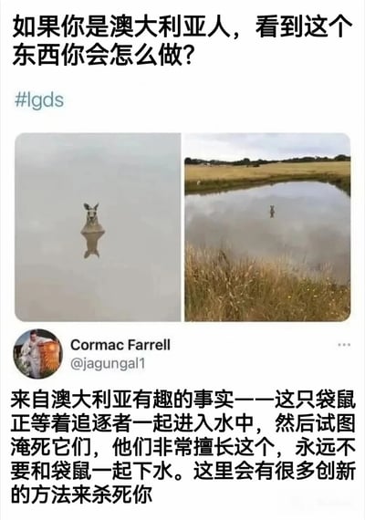 图片上方文字提问“如果你是澳大利亚人，看到这个东西你会怎么做？”并带有标签#lgds。中间是两张拼接图片：左侧为一只袋鼠半身浸在水中，露出头部和上半身；右侧为一只袋鼠站在水边的草地上，水面倒映出其身影。下方配有Cormac Farrell的评论，解释澳大利亚袋鼠的有趣事实——袋鼠会在水中等待追逐者，然后试图将其淹死，强调永远不要和袋鼠一起下水，它们有很多“创新的方法来杀死你”。整体通过图文结合的方式，以幽默警示的语气科普袋鼠的危险行为。
