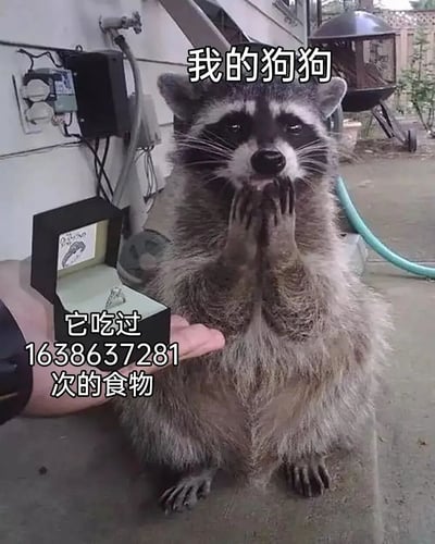 这张梗图展示了一只站立的浣熊，双手合十，表情期待，仿佛在恳求食物。图片上方配有文字'我的狗狗'，暗示主人将浣熊当作宠物狗对待；左侧则有文字'它吃过1638637281次的食物'，用夸张的数字强调这是浣熊常吃的食物，引发幽默效果。整体画面可爱又搞笑，结合了动物拟人化的萌点和网络梗的夸张手法。