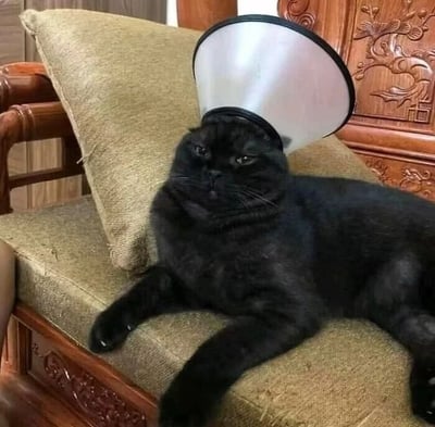 一只纯黑色猫咪慵懒地趴在雕花木椅的米色坐垫上，头顶戴着白色伊丽莎白圈（防止舔舐伤口的锥形项圈）。猫咪眼神半眯，表情冷漠中透着无奈，仿佛对头上的“装备”十分嫌弃。背景木椅雕刻传统花纹，整体画面温馨又带点滑稽感。