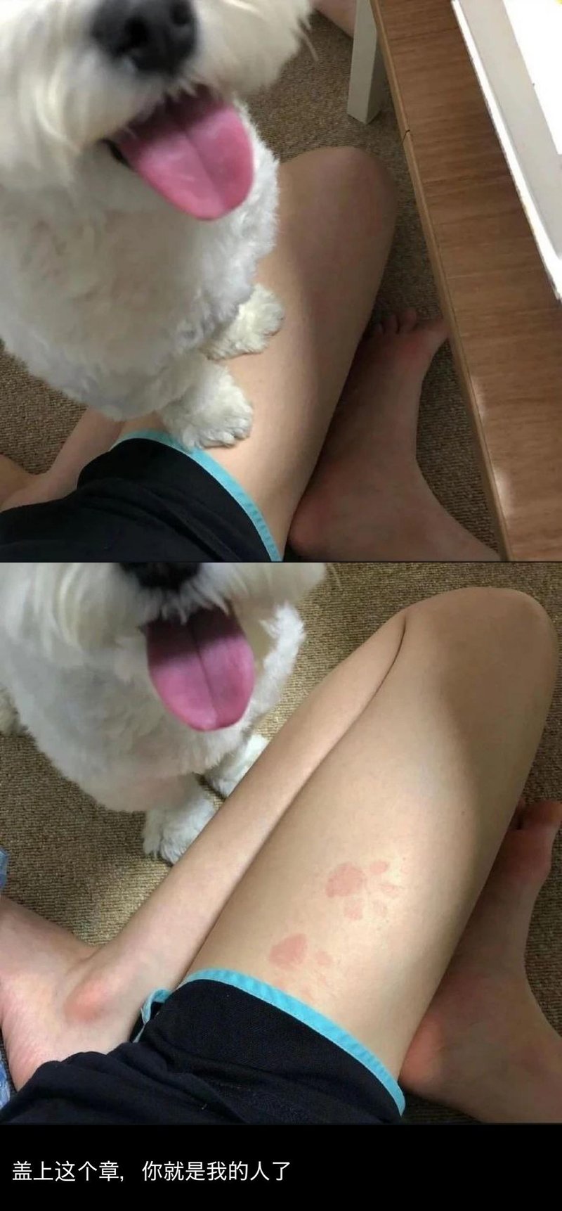 白色卷毛狗