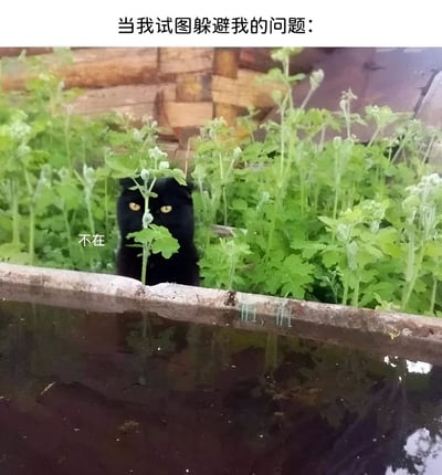 图片上方有文字'当我试图躲避我的问题：'，下方是一只黑猫躲在茂密的绿色植物中，仅露出两只黄色眼睛和部分头部，猫的旁边配有文字'不在'。画面通过黑猫躲藏的场景，幽默比喻人们逃避问题时的状态，仿佛想通过隐藏让问题'看不见'自己。