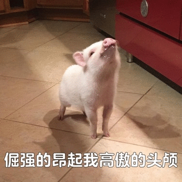 倔强小猪：高傲抬头不低头