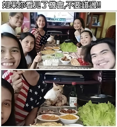 图片为上下两部分拼接的图文混排内容。上半部分展示一群人围坐在摆满食物的餐桌旁，众人面带微笑，有人竖起大拇指，桌上有生菜、肉片、酱料等多种菜肴；顶部配有文字“如果你看見了機會,不要錯過!!”。下半部分是餐桌的特写，可见一只白猫趴在桌上靠近一盘肉类，旁边有一瓶印有“진로”（真露烧酒）字样的酒瓶，还有生菜、蘑菇、番茄等更多食材，整体呈现热闹欢乐的聚餐场景，文字与画面结合幽默地暗示要抓住眼前的“美食机会”。