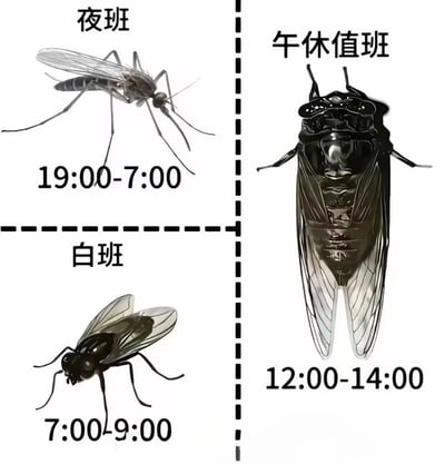 这是一张吐槽暑期值班生活的梗图，画面用虚线分为左右两部分，左侧再拆分为上下两块对应三类值班场景：左上搭配蚊子图标标注夜班，时段为19:00-7:00，对应蚊子昼伏夜出的活动特性；左下搭配苍蝇图标标注白班，时段为7:00-9:00，对应苍蝇白天活动的特性；右侧整栏搭配体积远大于另外两种昆虫的蝉图标标注午休值班，时段为12:00-14:00，利用「蝉」和「惨」的中文谐音，结合更大的图像尺寸，调侃午休本该休息却要值班的痛苦程度远高于常规白班和夜班，精准戳中暑假打工、实习人群的值班经历痛点。