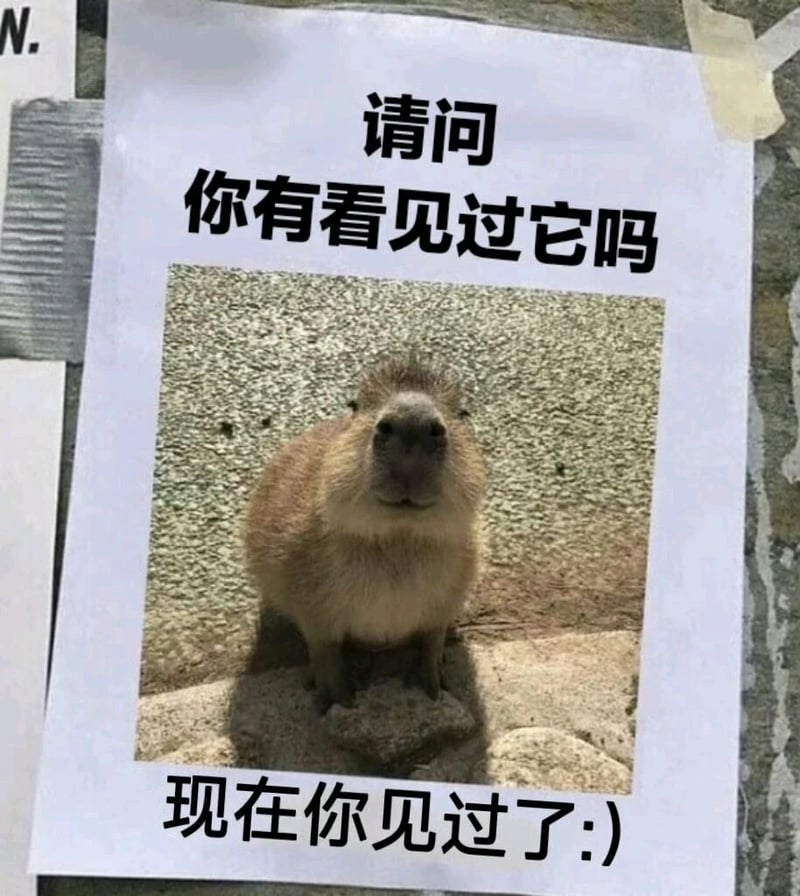 水豚