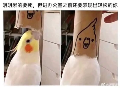 这是一张左右对比的静态照片改图，图中主体是一只玄凤鹦鹉。左侧画面里，鹦鹉头顶套着一个画有简单笑脸的纸筒，纸筒有破损，露出鹦鹉神态略显疲惫的头部；右侧画面则调整了纸筒的位置，将鹦鹉的头完全盖住，纸筒上的简笔画笑脸和鹦鹉的黄色冠羽结合，形成一个看起来神态轻松的卡通形象。图片上方配有文字“明明累的要死，但进办公室之前还要表现出轻松的你”，通过鹦鹉前后的视觉对比，生动形象地比喻了职场人在进入工作场所前，即便自身已经疲惫不堪，却不得不伪装出轻松状态的真实处境，精准戳中打工人的共鸣点，用幽默的方式调侃职场中的无奈。
