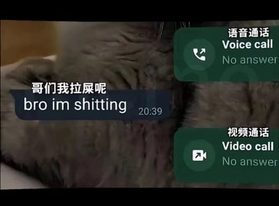 这是一张结合了猫咪图片与聊天记录元素的搞笑表情包，背景是一只神态看起来无奈又烦躁的灰色趴卧猫咪，画面右侧显示了两次未接呼叫记录，分别是语音通话和视频通话，均标注“No answer”；画面左侧有一条发送于20:39的消息，内容为“哥们我拉屎呢 bro im shitting”，采用中英文结合的直白表述，清晰传达了未接电话的原因，用生活化的尴尬场景制造出诙谐的效果，精准展现出被频繁联系打扰时的无奈又直白的情绪。