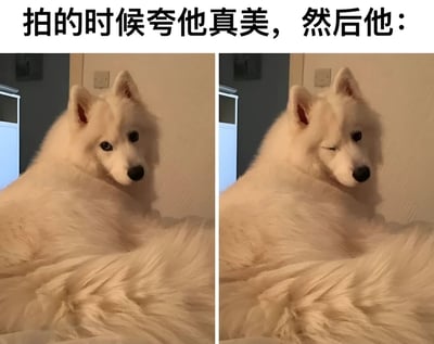 这是一张左右对比的宠物梗图，展示了一只萨摩耶犬在被夸奖后的有趣反应。左侧图片中，萨摩耶正直视镜头，表情平静自然；右侧图片中，同一只狗狗则俏皮地眨了一只眼睛，仿佛对夸奖做出了得意的回应。两张图片背景相同，均为室内环境，狗狗蓬松的白色毛发在光线照射下显得格外柔软。