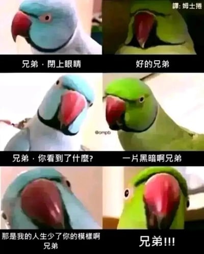 这是一张由六张鹦鹉照片组成的连环梗图，展示了两只鹦鹉(一蓝一绿)的对话场景。蓝鹦鹉让绿鹦鹉闭上眼睛，然后问它看到了什么，绿鹦鹉回答'一片黑暗'，蓝鹦鹉则深情回应'那是我的人生少了你的模样啊兄弟'，最后绿鹦鹉惊讶地喊出'兄弟!!!'。整个梗图通过简单的对话制造了幽默又带点温情的效果。