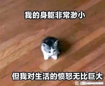 图中是一只体型迷你的小猫，蹲坐在木质地板上，表情看起来略带不满与委屈。图的上下分别配有文字“我的身躯非常渺小”“但我对生活的愤怒无比巨大”，通过可爱弱小的小猫形象与充满愤怒的文字形成强烈反差，用来调侃那些自身力量弱小却对生活有诸多不满的情绪，制造出搞笑的效果，没有双关、谐音梗等内容。