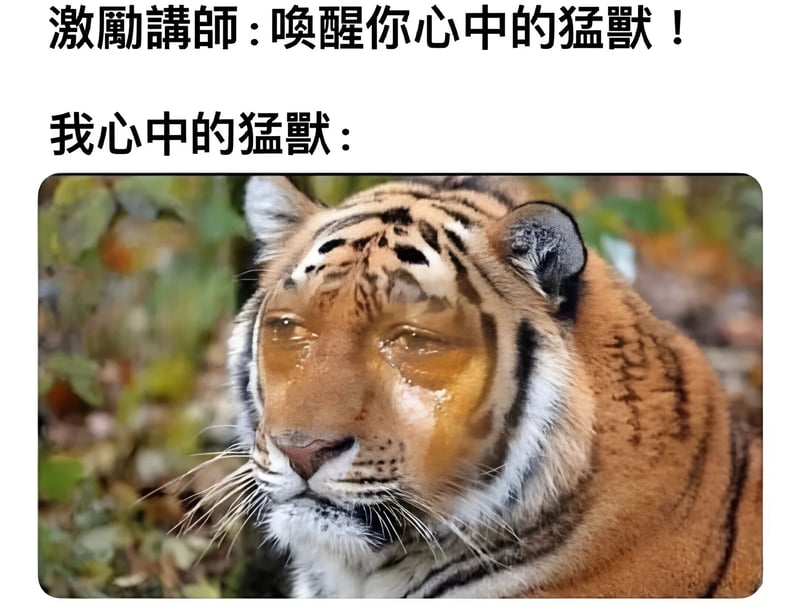 老虎