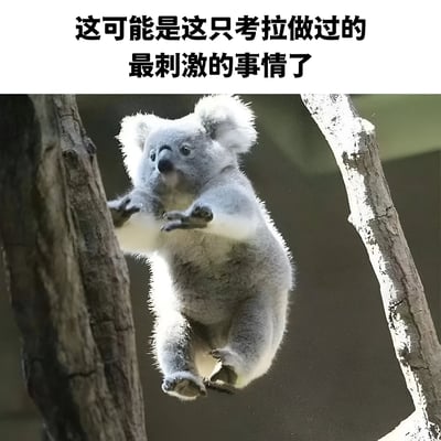 图片上方配有文字“这可能是这只考拉做过的最刺激的事情了”，下方是一只考拉正处于从一根树枝跳跃到另一根树枝的瞬间。考拉身体悬空，四肢张开，眼神专注地看向目标树枝，蓬松的毛发在动态中显得格外可爱。整体通过考拉平时慵懒与此刻“惊险”跳跃的反差制造幽默效果，展现了动物的趣味瞬间。