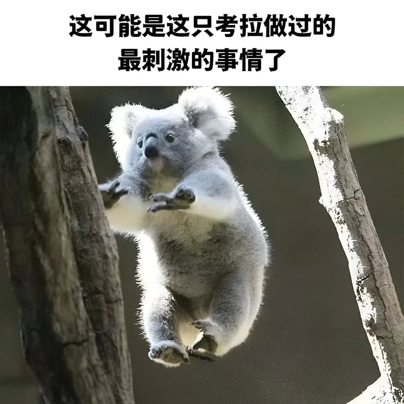 考拉