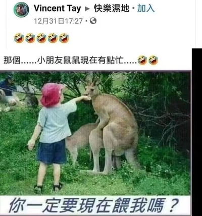 这张图片展示了一个小朋友正在户外喂食袋鼠的场景。小朋友戴着粉红色帽子，穿着浅色上衣和深色短裤，正伸出手给袋鼠喂食。图片上方是社交媒体用户Vincent Tay的发文，内容为："那个……小朋友鼠鼠现在有点忙……😂😂"，图片底部配有文字："你一定要现在餵我嗎？"，通过拟人化的手法为袋鼠配上内心独白，制造出幽默效果。整体画面轻松有趣，展现了人与自然互动的温馨又搞笑的瞬间。