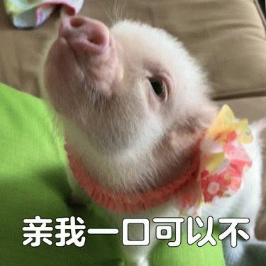 仰头求亲亲的小香猪