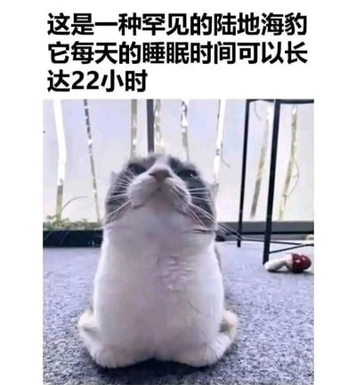 这是一张图文结合的搞笑梗图，上方配有黑色文字：“这是一种罕见的陆地海豹 它每天的睡眠时间可以长达22小时”，下方是一张实拍的灰白相间的胖猫咪照片。猫咪趴在灰色地毯上，前爪收拢在身体下方，仰头的姿势看起来和海豹十分相似，文案用调侃的方式将贪睡的猫咪比作“陆地海豹”，夸张地形容它的睡眠时间，以此制造幽默效果，契合猫咪本身爱睡觉的特点，容易引发宠物爱好者的共鸣。