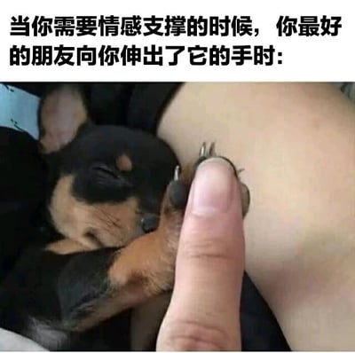 图片上方配有文字'当你需要情感支撑的时候，你最好的朋友向你伸出了它的手时:'，下方是一张温馨的照片：一只棕黑色的小狗（可能是迷你杜宾犬）正熟睡，它的前爪轻轻握住了一只人的拇指，画面充满温暖和治愈感，展现了宠物在人需要情感支持时给予的无声陪伴。