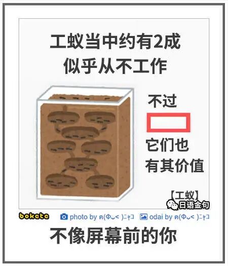 蚁群成员
