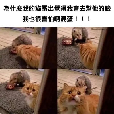 这是一组由四张实拍照片拼接而成的连环梗图，记录了家养橘猫和闯入的负鼠之间的互动过程。第一格画面中，橘猫正低头专注进食，一只负鼠悄然凑过来抢食它的食物；第二格画面里，负鼠霸占食物开始进食，橘猫则转头看向镜头方向；第三格画面中，负鼠继续埋头吃食物，橘猫睁大眼睛看向镜头，眼神里满是向主人求助的意味；第四格画面中，负鼠直接爬到了橘猫的背上，橘猫瞪圆双眼、嘴巴微张，脸上露出惊恐又无助的表情。图片上方配有文字“为什么我的猫露出觉得我会去帮他的脸 我也很害怕啊混蛋！！！”，以猫主人的视角，吐槽自己面对闯入的负鼠也十分害怕，根本没法帮猫咪，形成了猫咪求助、主人却同样慌乱的搞笑反差感，戳中了网友对宠物突发状况下有趣反应的笑点。