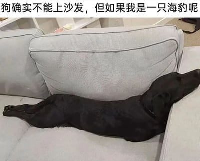 图片中一只黑色的狗狗正四肢伸展地趴在灰色沙发上，身体舒展的姿势神似海豹。图片上方配有文字“狗确实不能上沙发，但是如果我是一只海豹呢”，通过拟人化的幽默手法，表现狗狗为了能上沙发而“伪装”成海豹的俏皮想法，整体氛围轻松有趣。