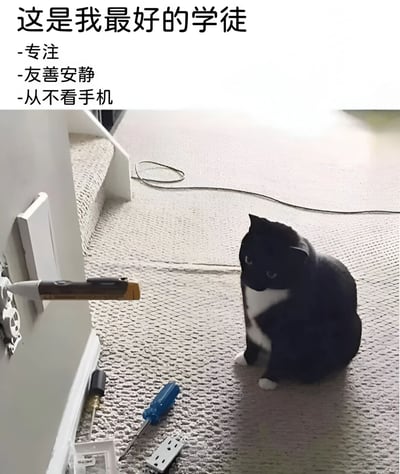图片上方有文字"这是我最好的学徒"及三个特点:"专注"、"友善安静"、"从不看手机"。下方是一只黑白相间的猫坐在地毯上，面前散落着螺丝刀等工具，正专注地看着墙上的插座和工具，形成幽默对比。