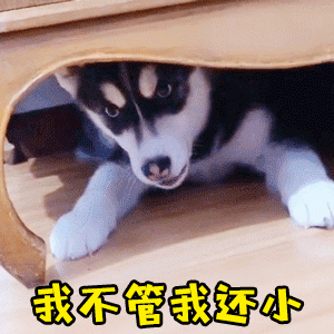 哈士奇幼犬撒娇要过儿童节