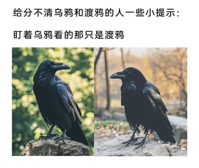 这是一张图文混排的趣味梗图，上方配有文字提示“给分不清乌鸦和渡鸦的人一些小提示：盯着乌鸦看的那只是渡鸦”，下方是左右并列的两张鸟类实拍照片，左侧是一只站在深色岩石上的渡鸦，头部转向画面右侧；右侧是一只站在浅色石块上的乌鸦，头部转向画面左侧。图片没有给出两种鸟类真正的外形区分特征，而是用这种无厘头、循环定义的方式制造笑点，调侃渡鸦和乌鸦外形高度相似、难以区分的特点。