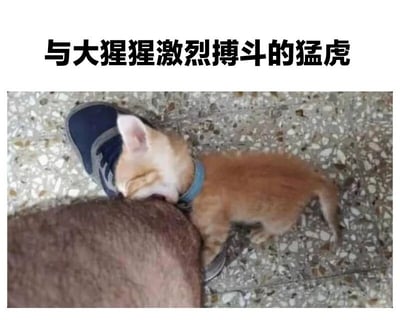 图片上方配有黑色粗体文字'与大猩猩激烈搏斗的猛虎'，下方实际画面却是一只戴着蓝色项圈的橘色小奶猫，正趴在一个人的棕色腿毛上专注啃咬，旁边放着一只蓝色运动鞋，背景为水磨石地面。通过标题营造的激烈战斗氛围与小奶猫可爱弱小的实际行为形成强烈反差，制造出幽默搞笑的效果，展现了猫咪'自不量力'却又萌态十足的模样。