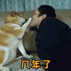 男子与柴犬对话：几年了还没骗到女狗