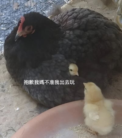 一只黑色母鸡趴在地上，身边依偎着两只黄色小鸡，其中一只小鸡似乎在抬头望向别处。图片中间配有文字'抱歉我妈不准我出去玩'，幽默地表现了小鸡被母鸡保护无法外出的可爱场景。