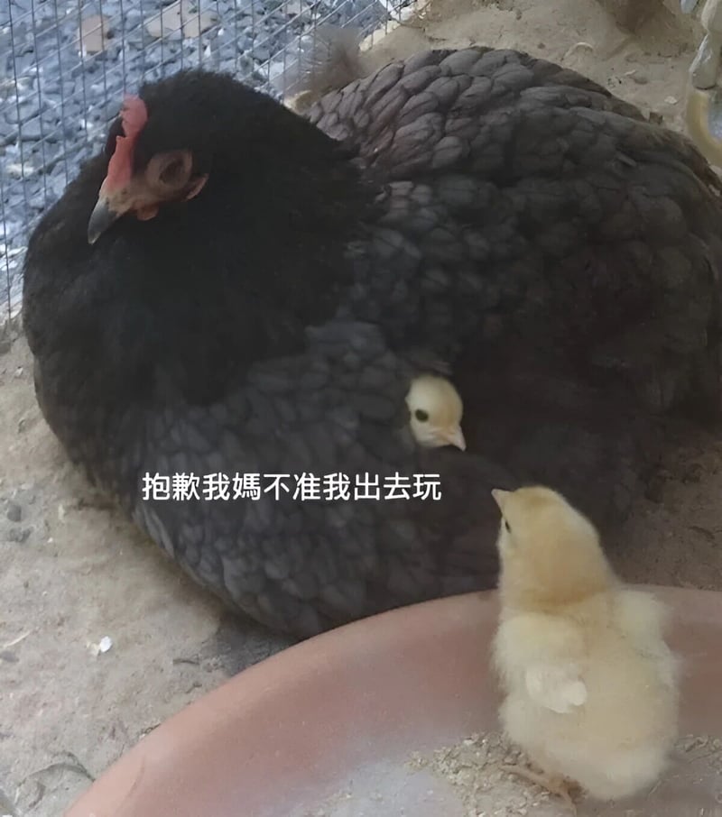 母鸡