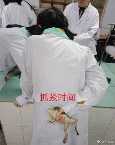 图片展示了一个实验室场景，几名穿着白色实验服的学生正在进行实验。画面中心的学生背对着镜头，右手在背后偷偷抓着一只青蛙，而她的实验服上被添加了红色文字“抓紧时间”。这种反差营造出一种幽默效果，暗示学生可能在偷偷处理实验材料或逃避实验任务。