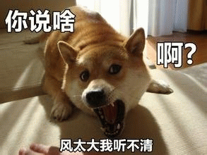 柴犬被风吹懵：风太大我听不清！