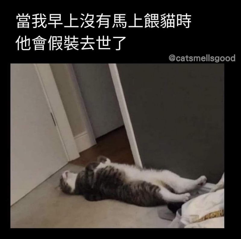 虎斑猫咪