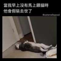 虎斑猫咪