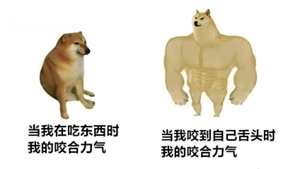 图片左侧是一只正常坐姿的柴犬，表情悠闲，下方配文“当我在吃东西时我的咬合力气”；右侧是一只被编辑成肌肉猛男身材的柴犬，肌肉线条夸张，下方配文“当我咬到自己舌头时我的咬合力气”。通过左右对比，用夸张的肌肉形象幽默地表现出人们不小心咬到舌头时咬合力异常增大的搞笑场景。