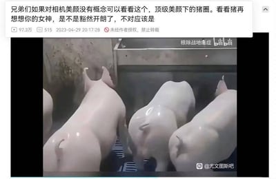 图片上方为X.com平台的一条评论，内容调侃相机美颜效果：“兄弟们如果对相机美颜没有概念可以看看这个，顶级美颜下的猪圈。看看猪再想想你的女神，是不是豁然开朗了，不对应该是”。下方是一段视频截图，显示几只猪在猪圈中，因过度美颜滤镜作用，猪的皮肤呈现异常光滑白皙的状态。通过将猪圈中的猪在美颜下的“美化”效果与“女神”形象关联，讽刺网络中过度依赖美颜滤镜修饰外貌的现象。