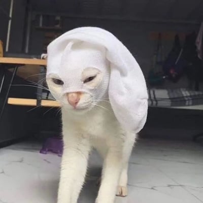 一只白色猫咪戴着一块白色布料，布料被整理成兔子耳朵的形状，覆盖在头部。猫咪表情冷漠，眼睛半眯，胡须清晰可见。背景是室内环境，有木质桌子和一些模糊的 household items。整体画面可爱中带着一丝傲娇。