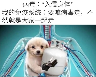这是一张趣味合成梗图，上方配有两行吐槽文字，第一行模拟病毒的行为：“病毒：*入侵身体*”，第二行模拟免疫系统的回应：“我的免疫系统：要嘛病毒走，不然就是大家一起走”。图片主体是通过图像合成技术，将一只表情略带委屈又带着一丝决绝的小狗，放置在人体胸腔的示意图中，小狗抱着一个带有点火装置、类似煤气罐的容器，仿佛抱着“自爆装置”，用这种夸张、搞笑的拟人化方式，来调侃人体免疫系统在对抗病毒时，会引发发烧、浑身酸痛等“杀敌一千自损八百”的激烈身体反应，把抽象的免疫机制转化为具象又搞笑的画面，让观者能共情感染病毒时的身体不适，同时被这种幽默的表达逗笑。