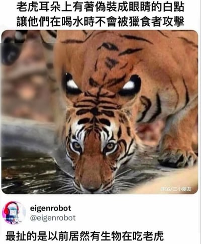 这是一张图文结合的网络梗图，上半部分首先配文科普老虎耳朵背面长有伪装成眼睛的白色斑点，作用是让老虎低头喝水时，会被其他动物误以为它仍在睁眼观察，从而避免被猎食者袭击；搭配的实拍图中，老虎正低头凑近水面喝水，它耳背上的白点和周围的黑色纹路组合起来，恰好形成了一双看起来凶狠瞪大的眼睛，视觉上极具迷惑性，仿佛老虎正抬头盯着前方。图的下半部分是社交平台用户eigenrobot的吐槽评论，用调侃的方式点出老虎作为食物链顶端的捕食者，却需要演化出这类防范被猎食的特征的反差感，十分有梗。