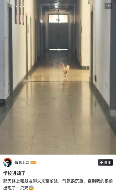 这是一张图文结合的社交媒体发帖截图，上半部分实拍场景为学校的室内走廊，两侧分布着多扇房间门，地面是光滑的反光地砖，走廊中段有一只红冠白羽的公鸡正朝着拍摄者的方向行走；下半部分是发帖用户的配文，称自己当时正和朋友聊未来、聊前途，气氛十分沉重，直到突然看到这只出现在走廊里的鸡，瞬间打破了沉闷的氛围。网友调侃这只突然出现在学校里的鸡，可能是哪个学生做的毕设不小心跑出来了。