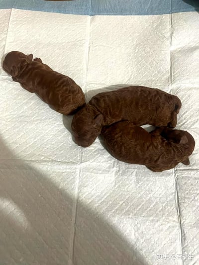 画面展示了三只刚刚出生的巧克力色卷毛幼犬，它们正蜷缩着身体，安静地趴在白色的隔尿垫上熟睡，软乎乎的模样尽显温馨治愈，没有双关、谐音梗或其他暗示类内容。