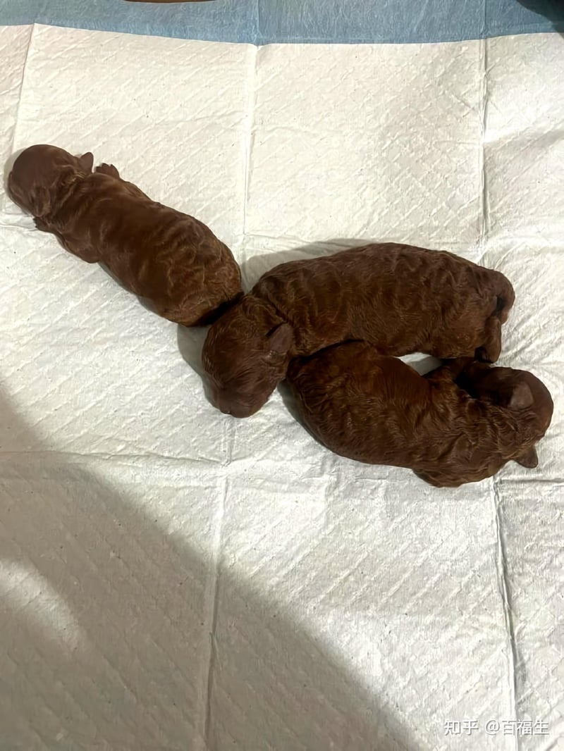 巧克力色幼犬